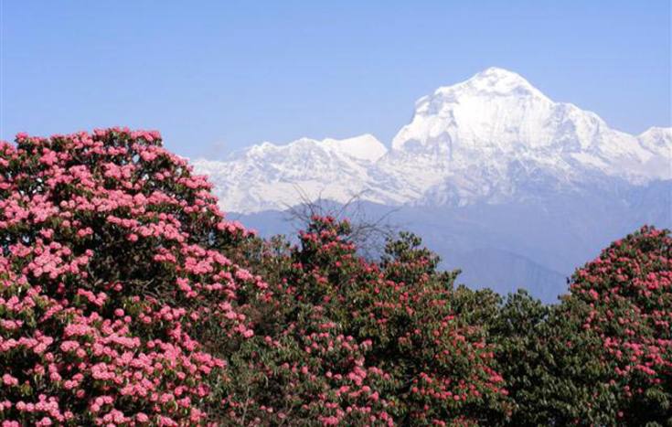 Dhaulagiri Expedition