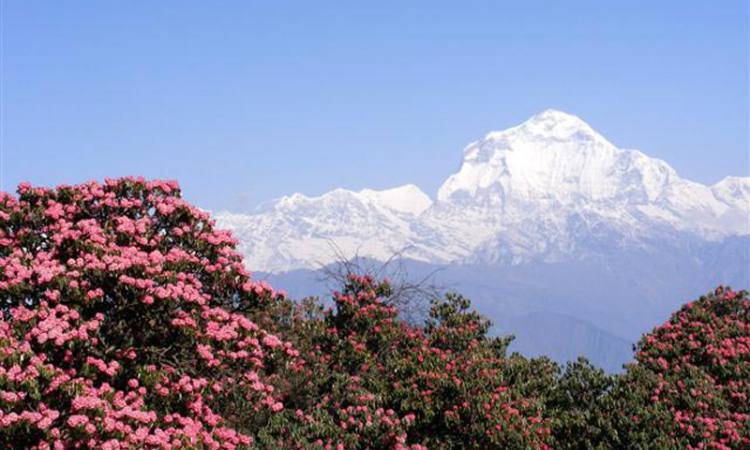 Dhaulagiri Trekking