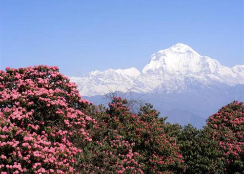 Dhaulagiri Trekking