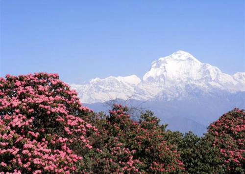 Dhaulagiri Expedition